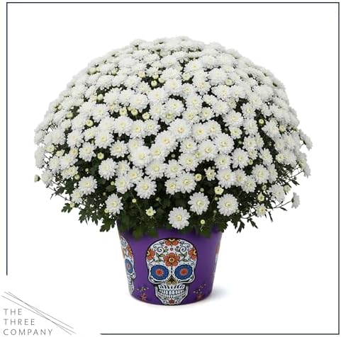 Chrysanthemum (Purple Skull Deco Pot), White Blooms, Live Fall Flowering Perennial, 15" Tall by 12" Wide in 3 Qt Pot - Image 4
