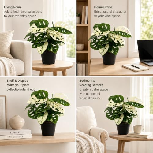 Monstera Albo Live Plant, Variegated Adansonii Swiss Cheese 4 Inch - Image 4