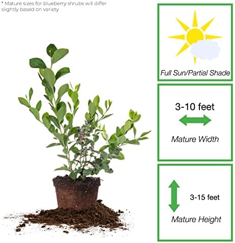 Perfect Plants Rabbiteye Blueberry Bush, 1 Gallon (3-Pack), Live Fruit - Image 2