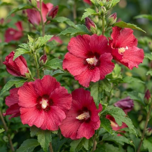 Red Rose of Sharon Plant, Flowering Shrub, 6-10 Inch Tall, Quart Pot - Image 7