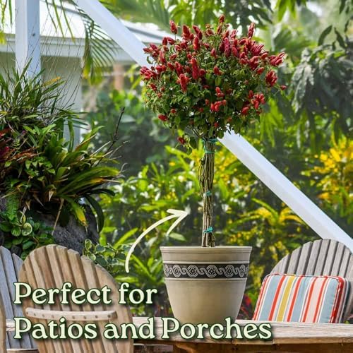 Braided Shrimp Tree - Red Flowers - Overall Height 36" to 42" - Tropical Plants of Florida (Plant Only) - Image 4