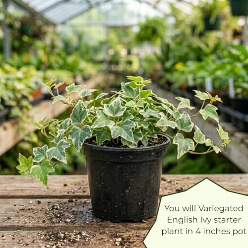 Variegated English Ivy Plant, Climbing Vine Plant, 4-7 Inc Tall, 4 Inc Pot - Image 7