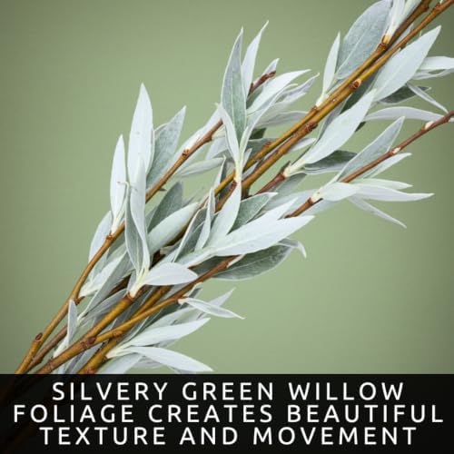 Dwarf White Willow Bonsai Cutting – Live Unrooted Cutting for Growing - Image 4