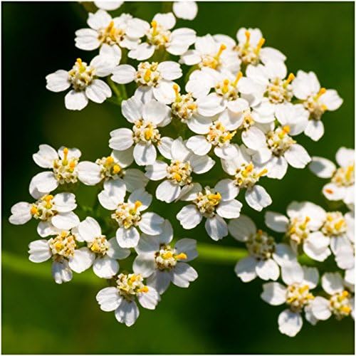 Seed Needs Perennial Wildflower Seed Mix 30,000 Seeds 2 Ounce Bulk Pack - Image 2