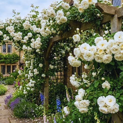 White Climbing Roses Live Plant, Climbing Rose Plant Live, 5 to 7'' Tall - Image 5