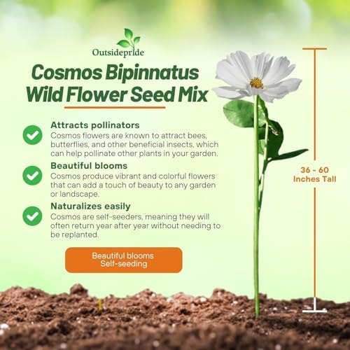 Outsidepride Sensation Mix Cosmos Bipinnatus Seeds - 1000pcs Annual, Drought-Tolerant, Self-Sowing, Mixed Flower Seeds for Planting Outdoors, Easy-Grow Pollinator Garden & Cut Flowers (AAS Winner) - Image 4