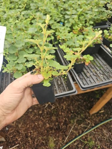 4pack Live Creeping Raspberry Ground Cover wall Climbing Vine Seedling as Shown, Growing in 3" Pot from Fairy Garden Farms on the Beautiful Oregon Coast by Unknown