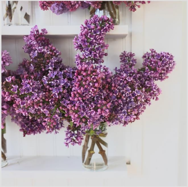 Syringa vulgaris ‘Albert F. Holden’ Lilac – Fragrant Purple Bicolor Lilac Shrub – Cold Hardy Flowering Bush – Pollinator Friendly Garden Plant – Live Starter Plant - Image 4