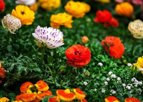 Mixed Peony Ranunculus Bulbs- Persian Buttercup -10 Corms Bulbs Root - Image 6