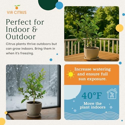 Persian Lime Tree Live Plant 13-22" Tall, 1 Gallon Pot by Via Citrus - Image 4