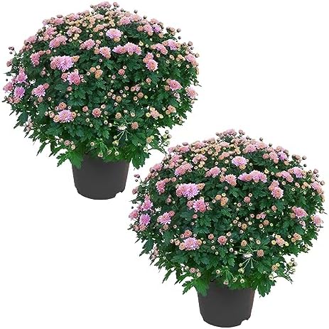 Chrysanthemum (2 Pack) - Pink Blooms, Live Fall Flowering Perennial, 13" Tall by 12" Wide in 3 Qt Pot by TheThreeCompany