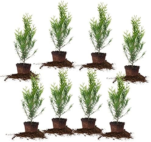 Perfect Plants Thuja Green Giant Arborvitae, 1 Gal (8-Pack), Privacy Trees by PerfectPlantsNursery