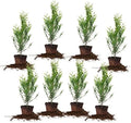 Perfect Plants Thuja Green Giant Arborvitae, 1 Gal (8-Pack), Privacy Trees by PerfectPlantsNursery