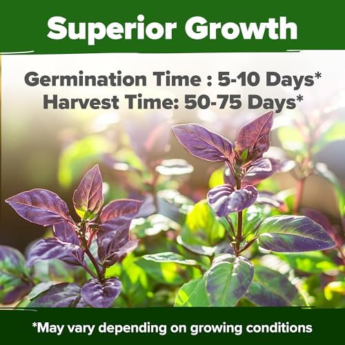 HOME GROWN Thai Basil Seeds, 876 Seeds, Ocimum basilicum var. thyrsiflora - Image 5