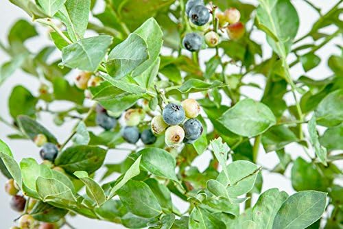 Perfect Plants Powder Blue Blueberry Live Plant, 3 Gallon, Includes Care Guide - Image 7