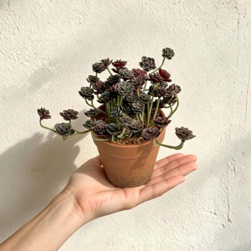 Artificial Burgundy Trailing Rosette Succulent Potted Plant, 2 Pack - Image 6