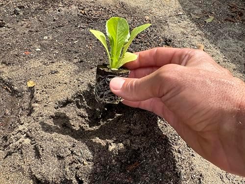 Lettuce Seedlings: Ready-to-Plant Seedlings, Starts, Plugs, Garden-Ready, Live Plants, Transplants, Pre-sprouted, for Soil & Hydroponic Gardens (6 seedlings) - Image 5