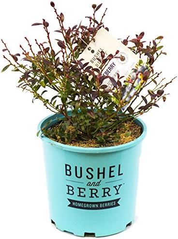 Bushel and Berry™ - Vaccinium cor. Blueberry Glaze (Blueberry) Edible-Shrub, , #2 - Size Container - Image 5