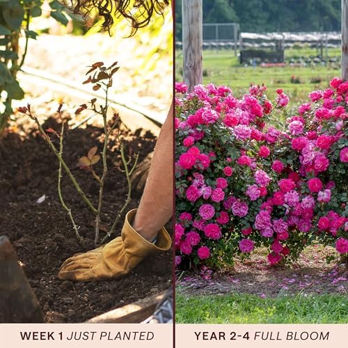 Heirloom Climbing Roses, Live Own Root Plant, Highwire Flyer™ - Image 3