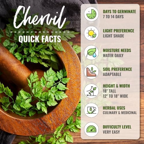 Seed Needs Chervil Seeds to Plant an Herb Garden - 5 Packs - Image 4
