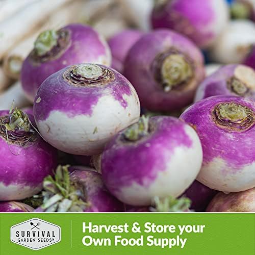 Purple Top Turnip Seeds for Planting - 3 - Image 5