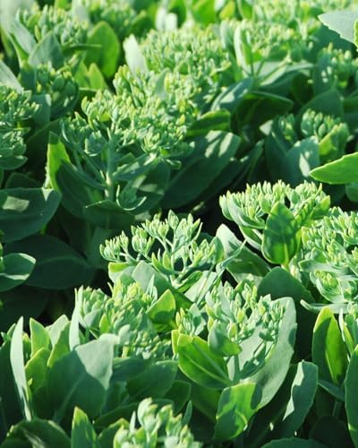 Perennial Farm Marketplace Sedum spec. 'Neon' (Stonecrop) Groundcover, Size-#1 Container, Rosy Pink Flowers - Image 2