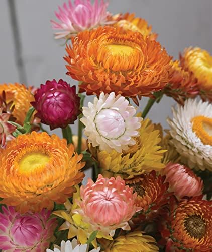 Burpee Tall Mixed Colors Strawflower Seeds 750 seeds by Burpee
