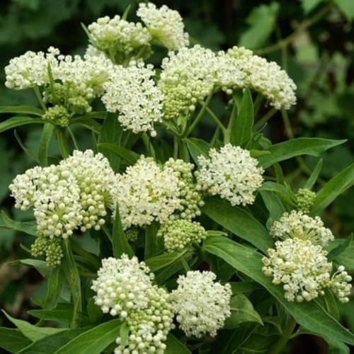 3 White Milkweed Live Plants, Milkweed Flower Plant, 5-7 Inc - Image 2