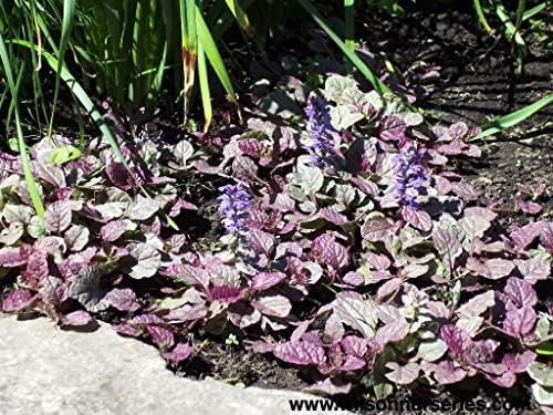 Greenwood Nursery: Live Ground-Cover Plants - Variegated Burgundy Glow Bugleweed + Ajuga Reptans - [Qty: 5X Pint Pots] - (Click for Other Available Plants/Quantities) - Image 3