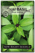 Sow Right Seeds - Siam Queen Thai Basil Seeds for Planting Your Herb Garden by SowRightSeeds