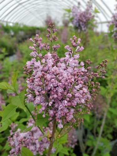 Proven Winners - Syringa x hya. Scentara Double Blue (Lilac), Shrub, Lavender-Blue Flowers, #3 - Size Container - Image 3