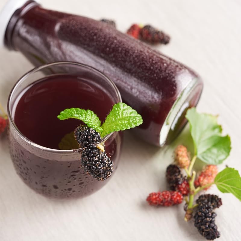 Mulberry Illinois Everbearing Plant (4 Pack) | Real Live Fruit Plants for Sale| Easy to Grow Live Plants for Organic Gardens | Organic Landscaping, and Indoor or Outdoor Planting. - Image 7