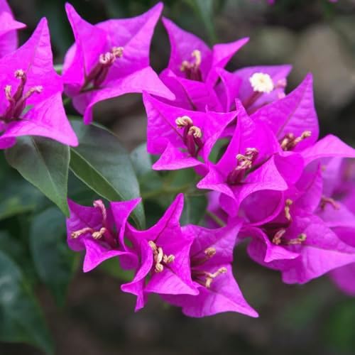 Purple Bougainvillea Plants - Live Bougainvillea Glabra Lilac Plants – Pack of 2 – Vibrant Purple Blooms – Hardy Flowering Vine – Ideal for Containers & Trellises – Drought-Tolerant & Low Maintenance by Unknown