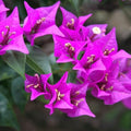 Purple Bougainvillea Plants - Live Bougainvillea Glabra Lilac Plants – Pack of 2 – Vibrant Purple Blooms – Hardy Flowering Vine – Ideal for Containers & Trellises – Drought-Tolerant & Low Maintenance by Unknown