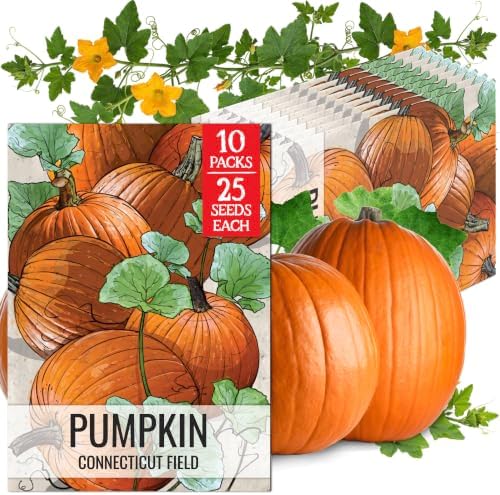 Seed Needs Connecticut Field Pumpkin Seeds to Plant Vegetables - 10 Packs by SeedNeeds