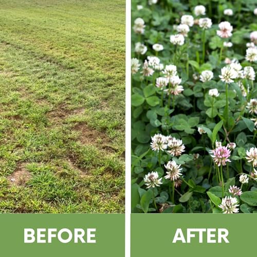White Dutch Clover Seed, 1 Lb, Organic Coated, Natural Lawn, Ground Cover, Hunting Food Plot, Covers up to 3,600 Sqft - Image 2