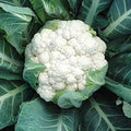 Aquarius F1 Hybrid Cauliflower Seeds - an Early Maturing Cauliflower. (25 - Seeds) by Unknown