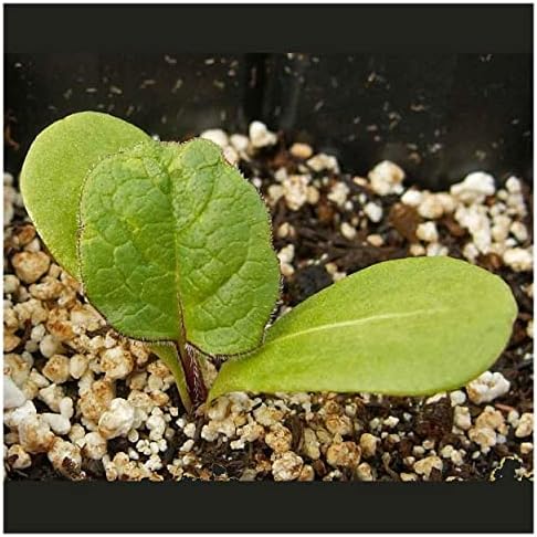 1 Lb Cup Plant Native Wildflower Seeds - Gold Vault - Image 3