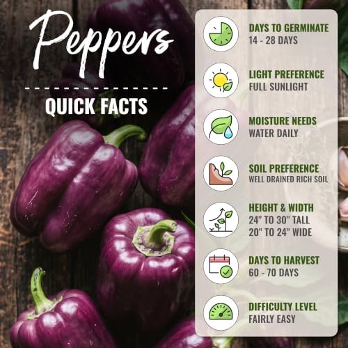 Seed Needs Purple Bell Pepper Seeds to Plant Vegetables - 10 Packs - Image 4