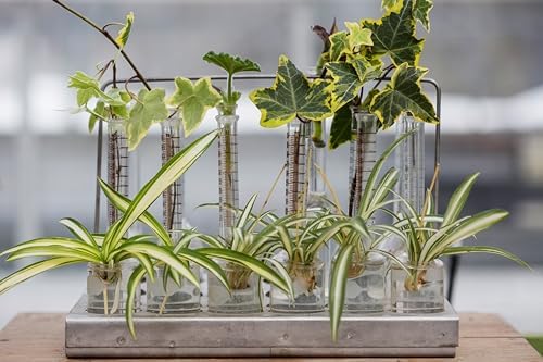 Smoke Camp Crafts Organic Spider Plant Trio, Chlorophytum comosum, Vittatum, Reverse Variegatum, Shamrock, Indoor and Outdoor Plant, Garden Decor, 3 Cuttings - Image 3