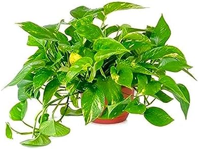 American Plant Exchange Golden Pothos – 6-Inch Pot – Live Easy Care Vining Houseplant, Air Purifying Indoor Plant for Home, Office, or Garden Decor by AmericanPlantExchange