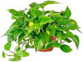 American Plant Exchange Golden Pothos – 6-Inch Pot – Live Easy Care Vining Houseplant, Air Purifying Indoor Plant for Home, Office, or Garden Decor by AmericanPlantExchange