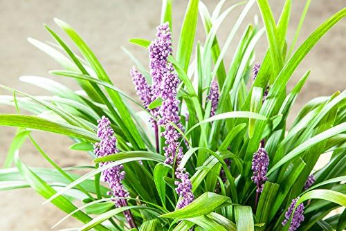 Royal Purple LIRIOPE - Size: 1 Gallon, Live Plant, Includes Special Blend Fertilizer & Planting Guide - Image 4