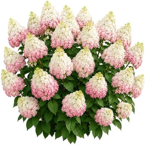 PG Hydrangea Live Bare Root Plants, 2 Pack, Panicle Hydrangea Shrub by CZGrain