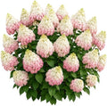 PG Hydrangea Live Bare Root Plants, 2 Pack, Panicle Hydrangea Shrub by CZGrain