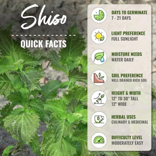 Seed Needs Green Shiso Seeds to Plant an Herb Garden - 5 Packs - Image 4