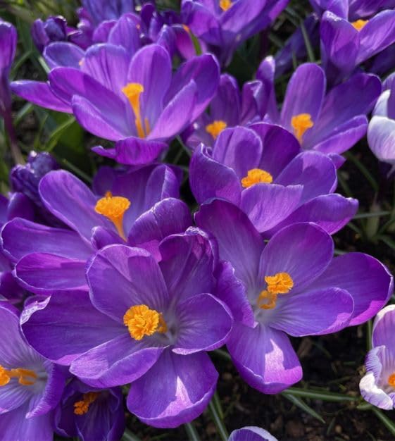 Crocus Flower Record Bulbs for Planting - Perennial Garden Flowers (20 Bulbs) by CZGrain