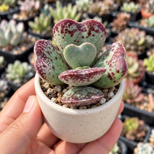 Adromischus triflorus 'Calico Hearts' Bare Root Succulent Live Plant 2 Inch - Image 3