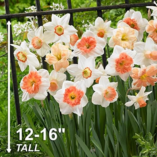Garden State Bulb Pink Mixed Daffodil Flower Bulbs, 14/16cm, Fall Planting (Bag of 25) - Image 3