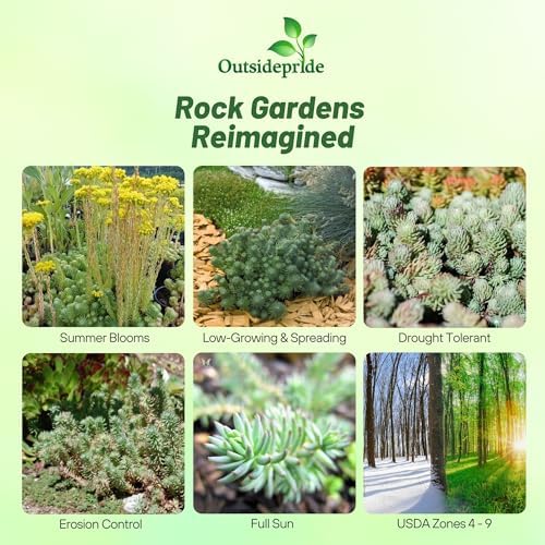 Outsidepride Oracle Sedum Seeds - 100 Pcs Perennial Ground Cover Seeds for Planting, Cold-Hardy & Heat-Tolerant Succulent Plants, Ideal for Rock Gardens, Containers, and Xeriscaping - Image 2